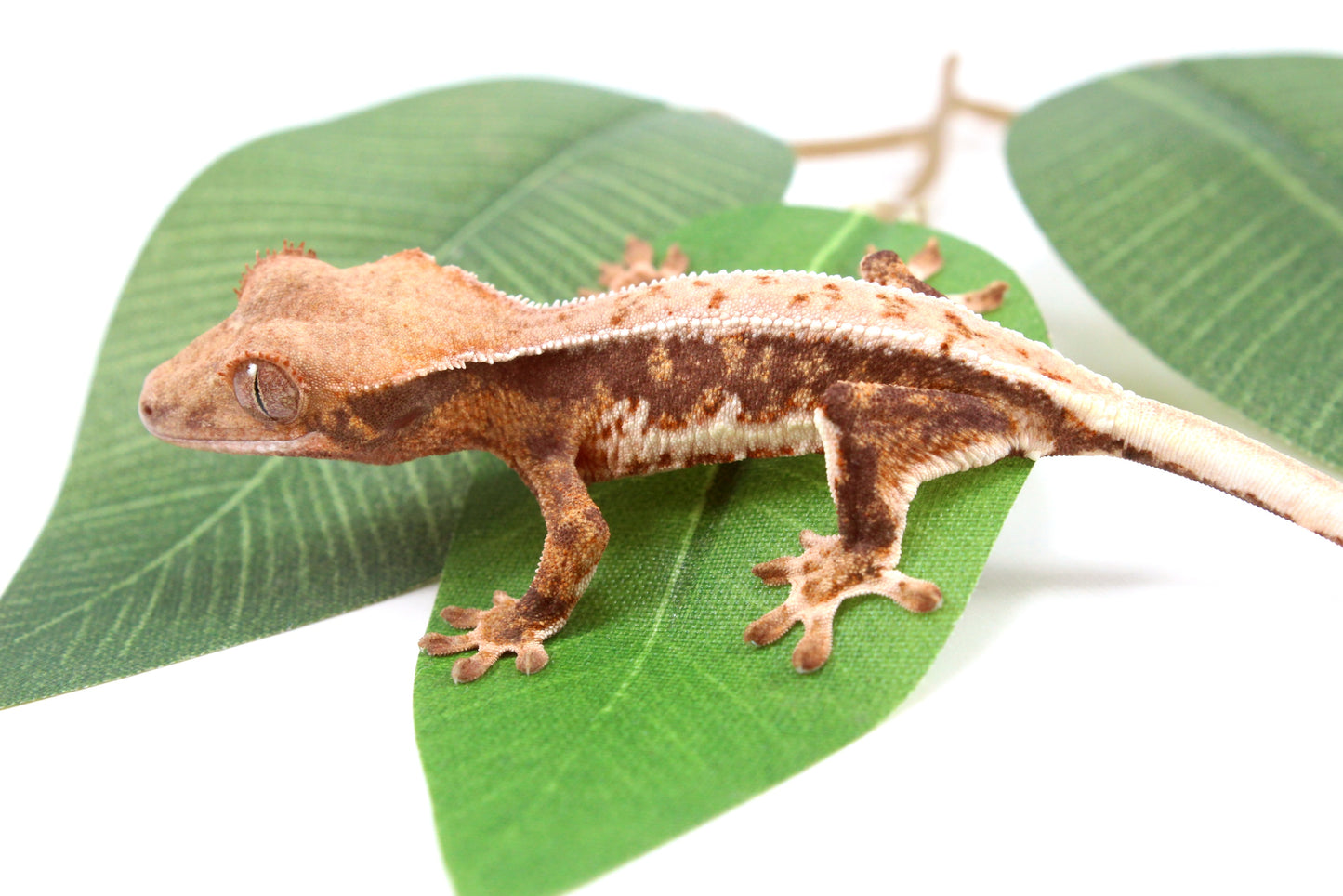 Lily White Crested Gecko - B Grade