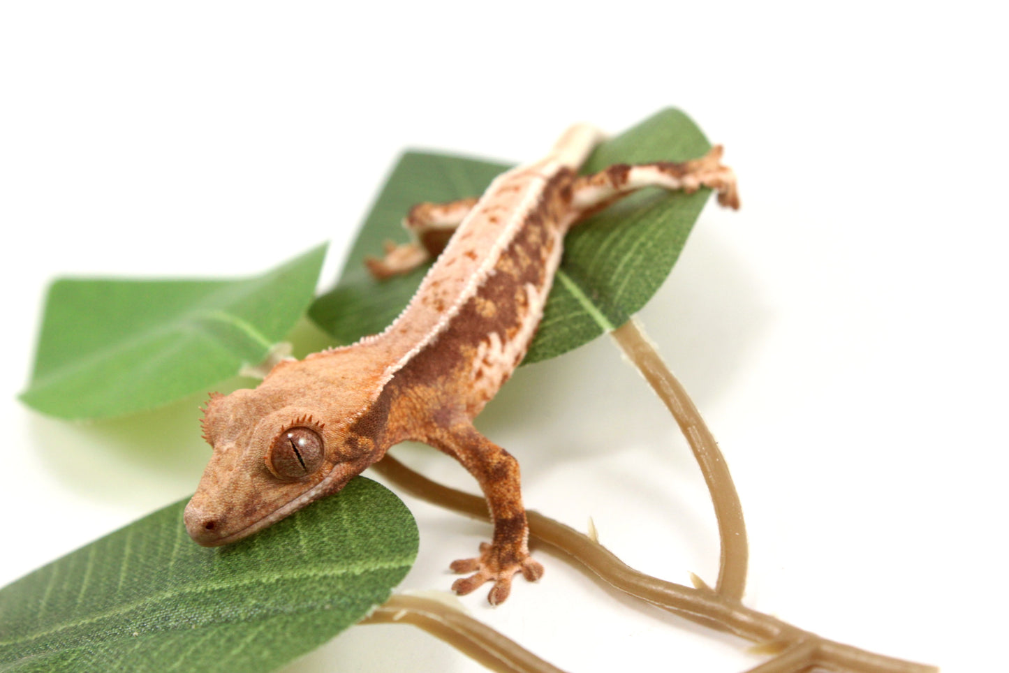 Lily White Crested Gecko - B Grade