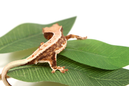 Lily White Crested Gecko - B Grade