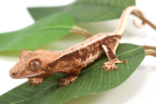 Lily White Crested Gecko - B Grade