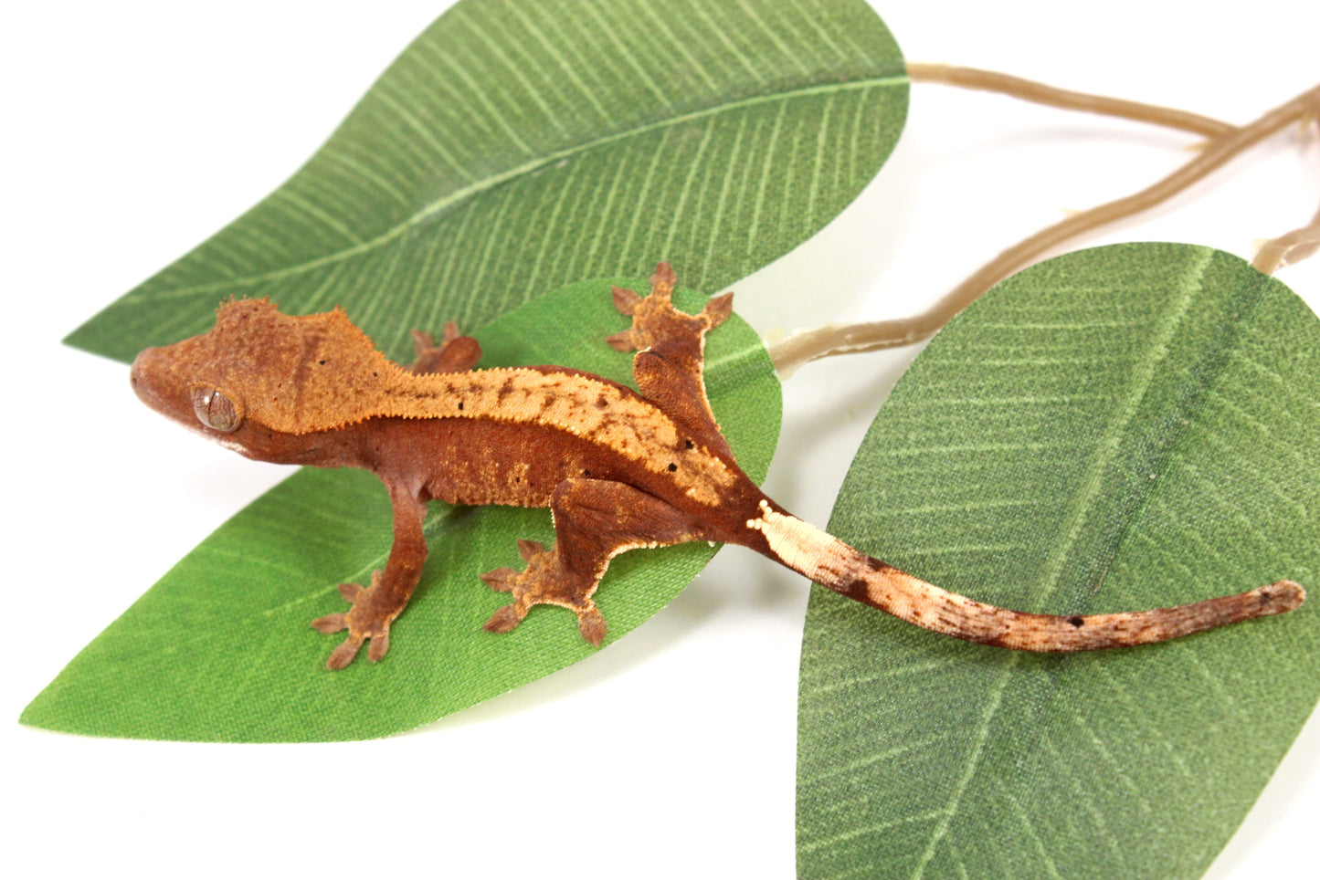 Flame Crested Gecko