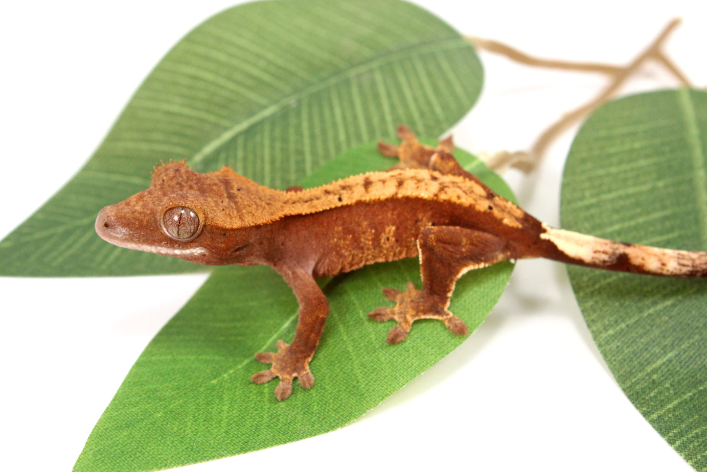 Flame Crested Gecko