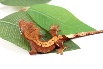 Flame Crested Gecko