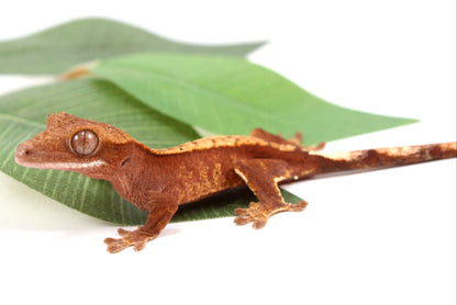 Flame Crested Gecko
