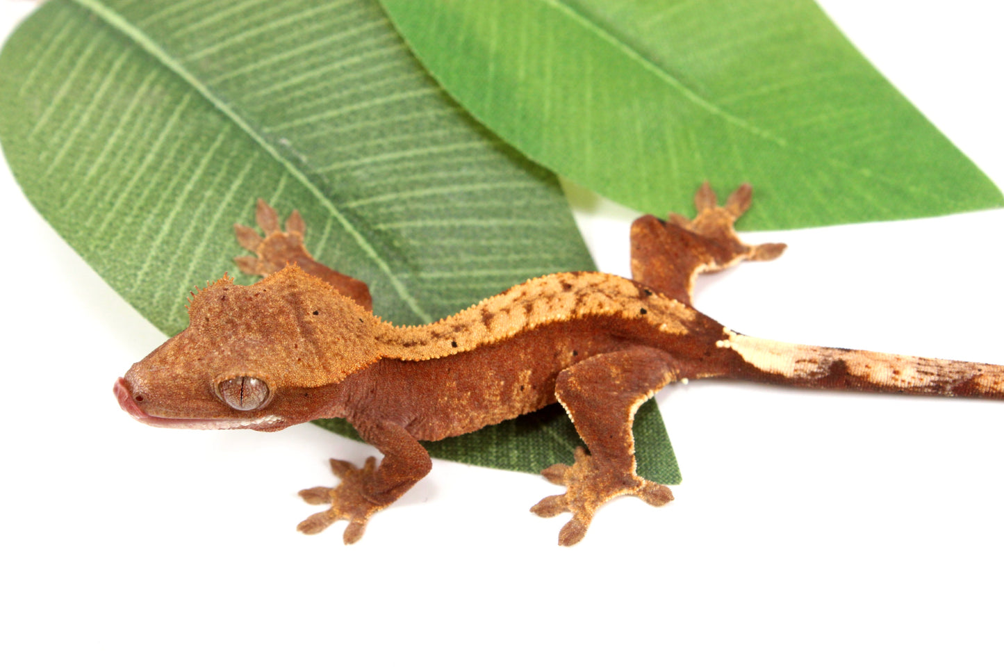 Flame Crested Gecko