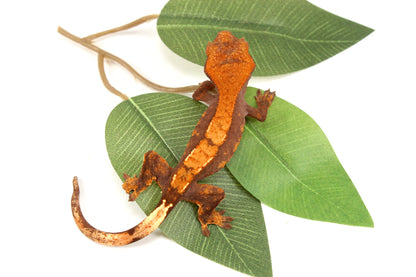 Chocolate Flame Crested Gecko