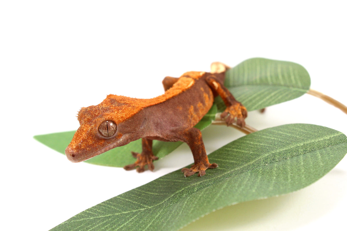 Chocolate Flame Crested Gecko