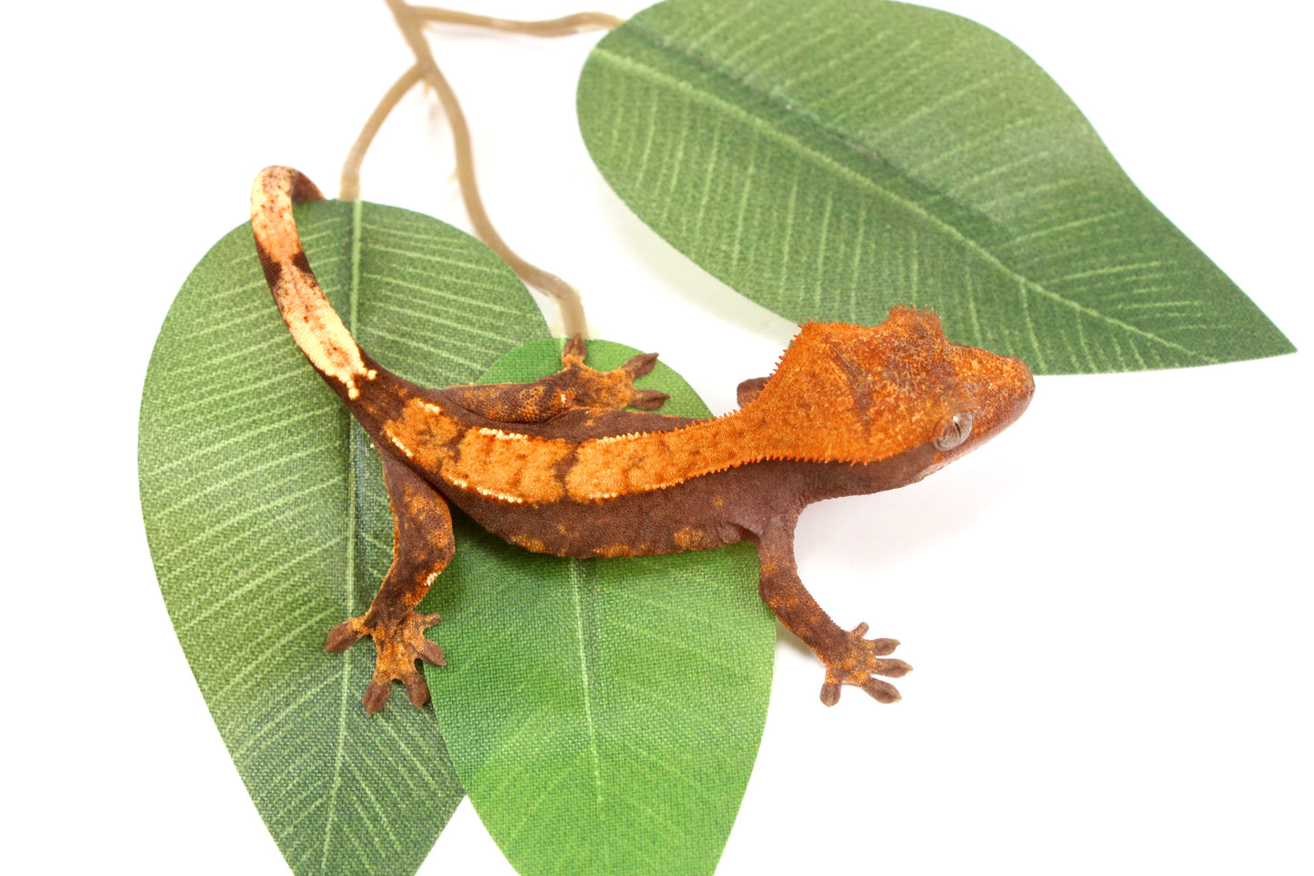 Chocolate Flame Crested Gecko