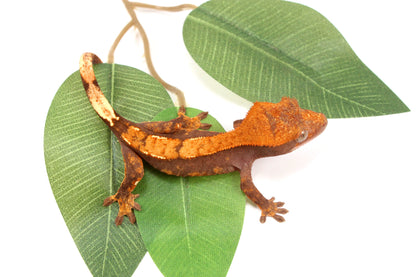 Chocolate Flame Crested Gecko