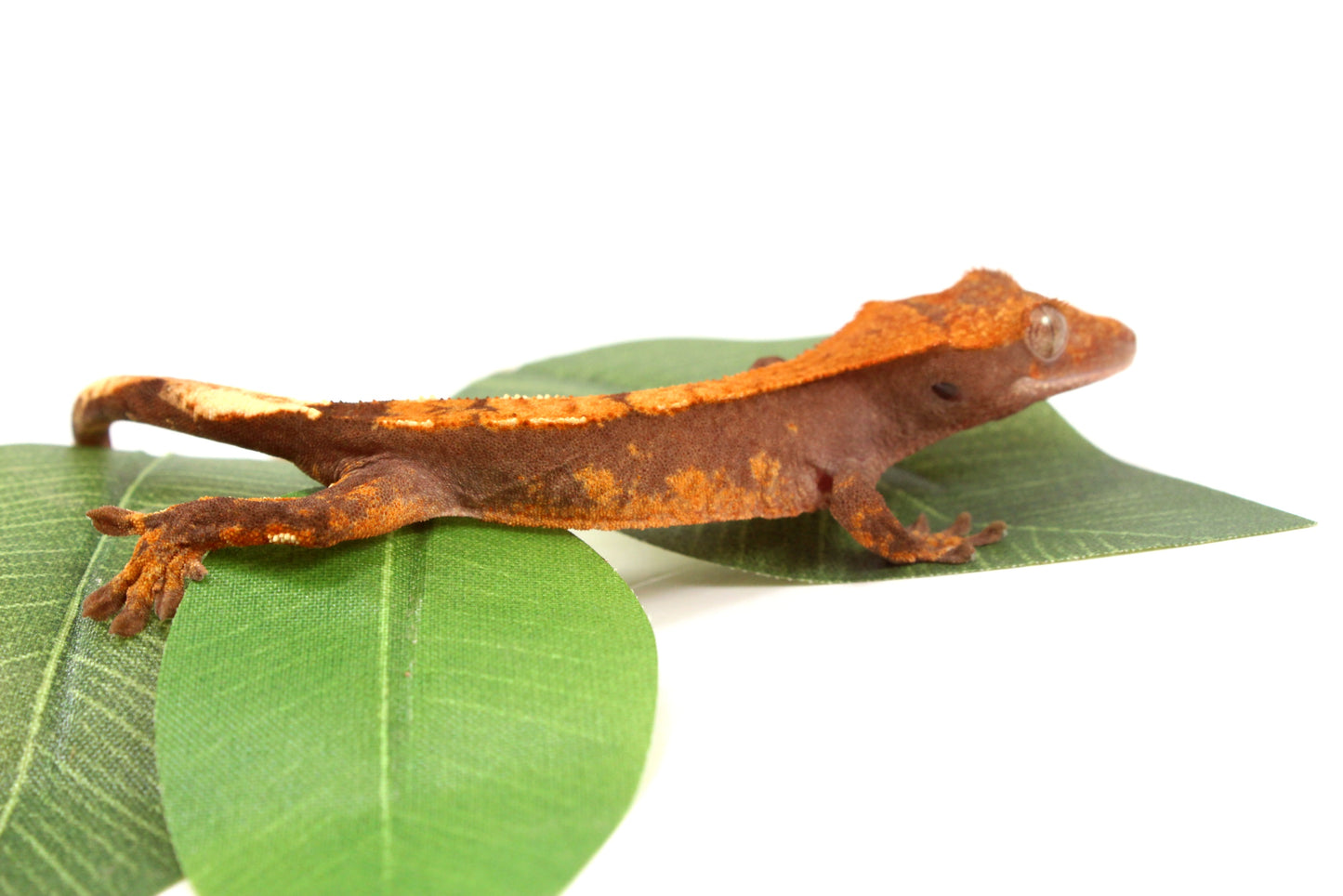 Chocolate Flame Crested Gecko