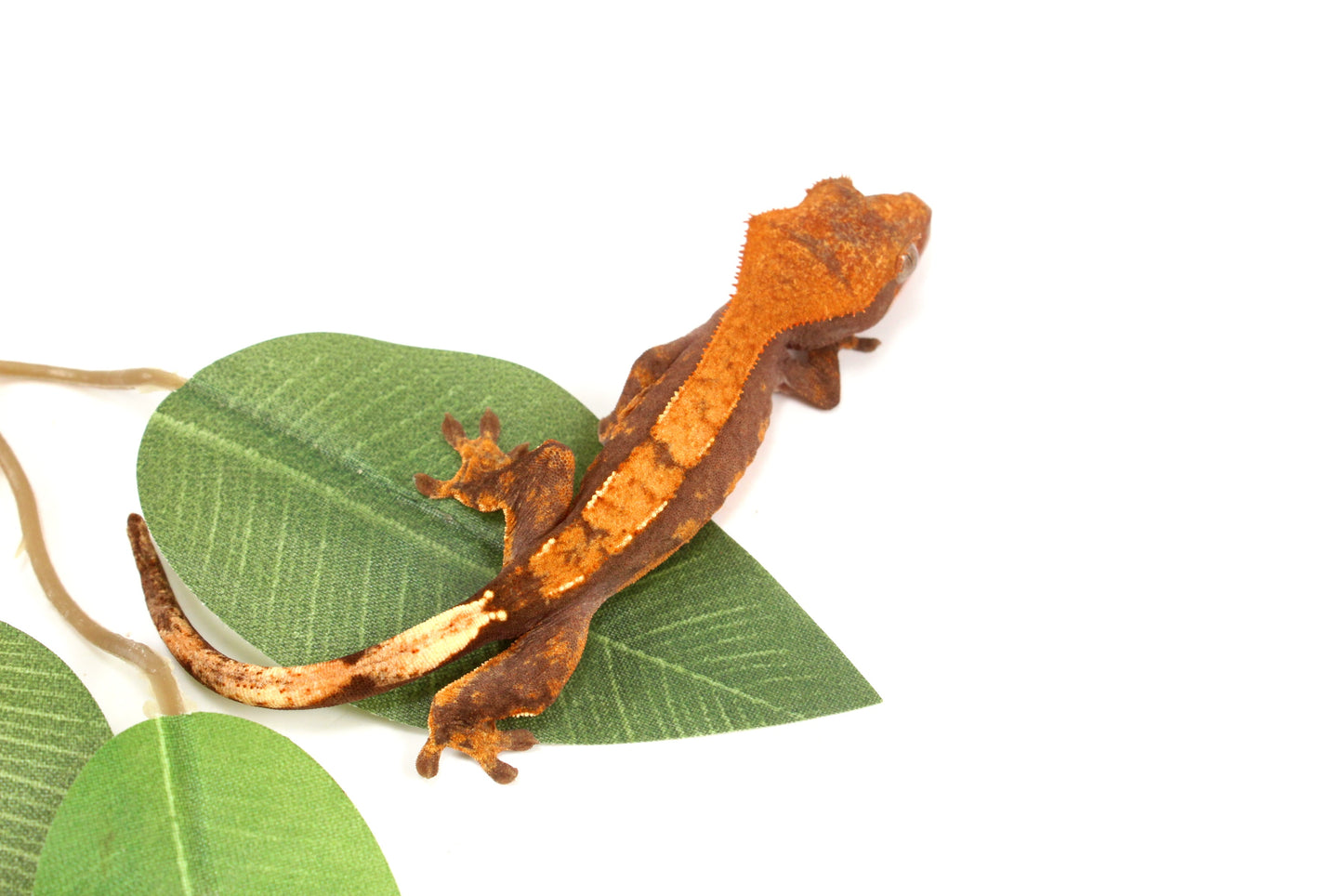 Chocolate Flame Crested Gecko