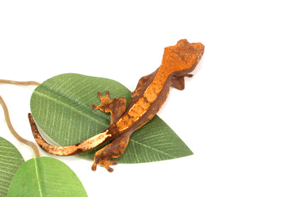 Chocolate Flame Crested Gecko
