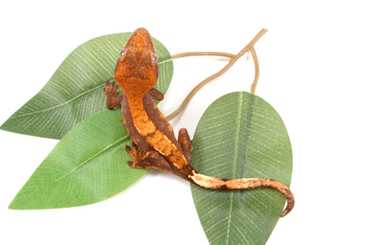 Chocolate Flame Crested Gecko