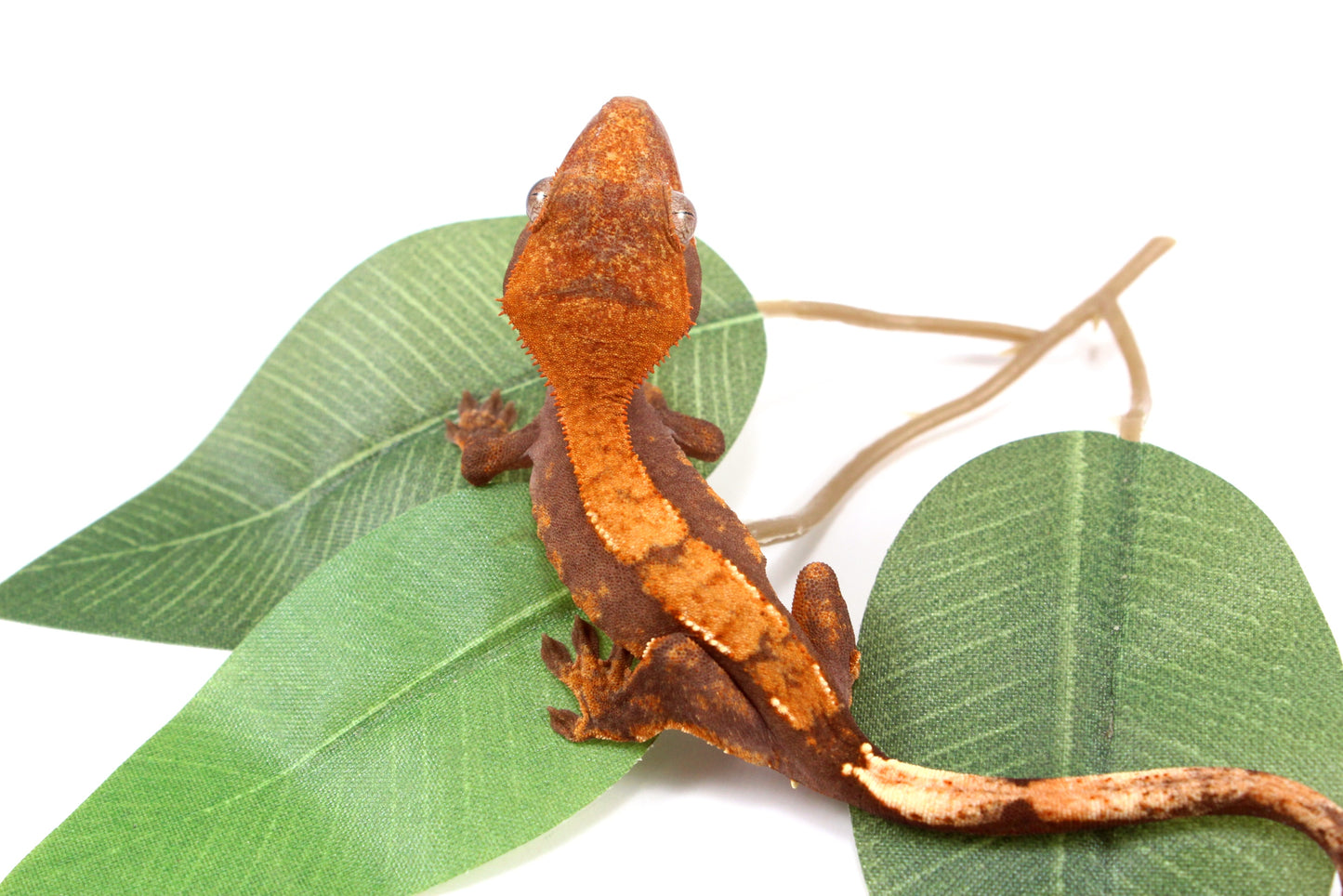Chocolate Flame Crested Gecko