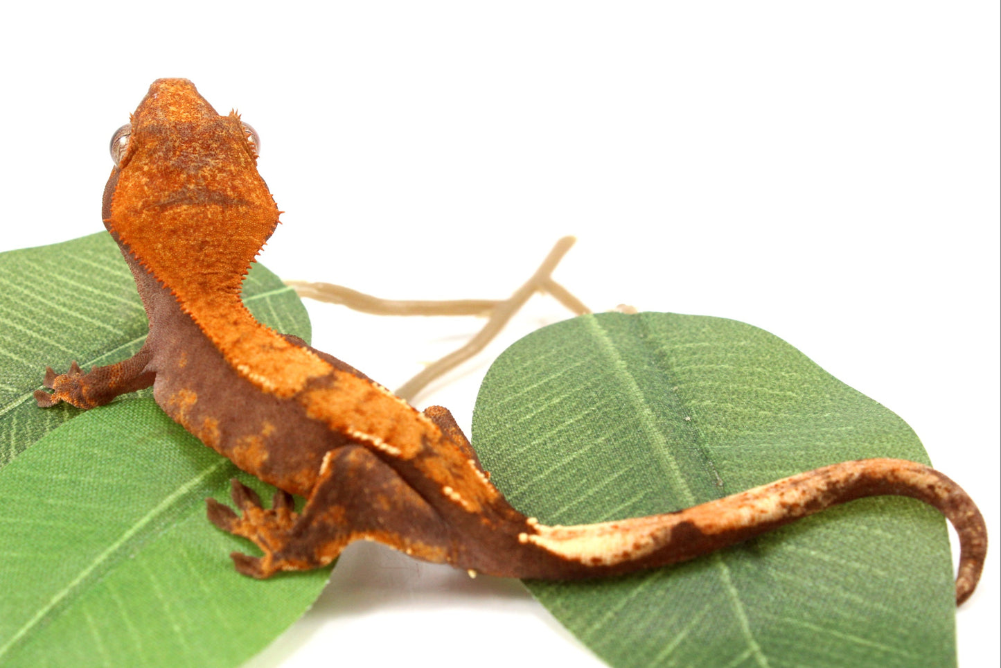 Chocolate Flame Crested Gecko