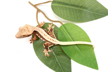 Lily White Crested Gecko - B Grade