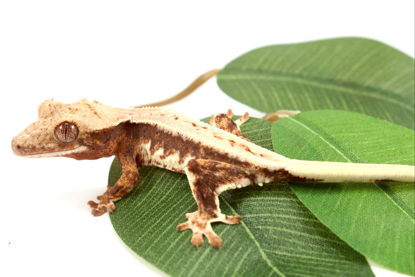 Lily White Crested Gecko - B Grade