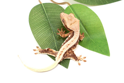 Lily White Crested Gecko - B Grade