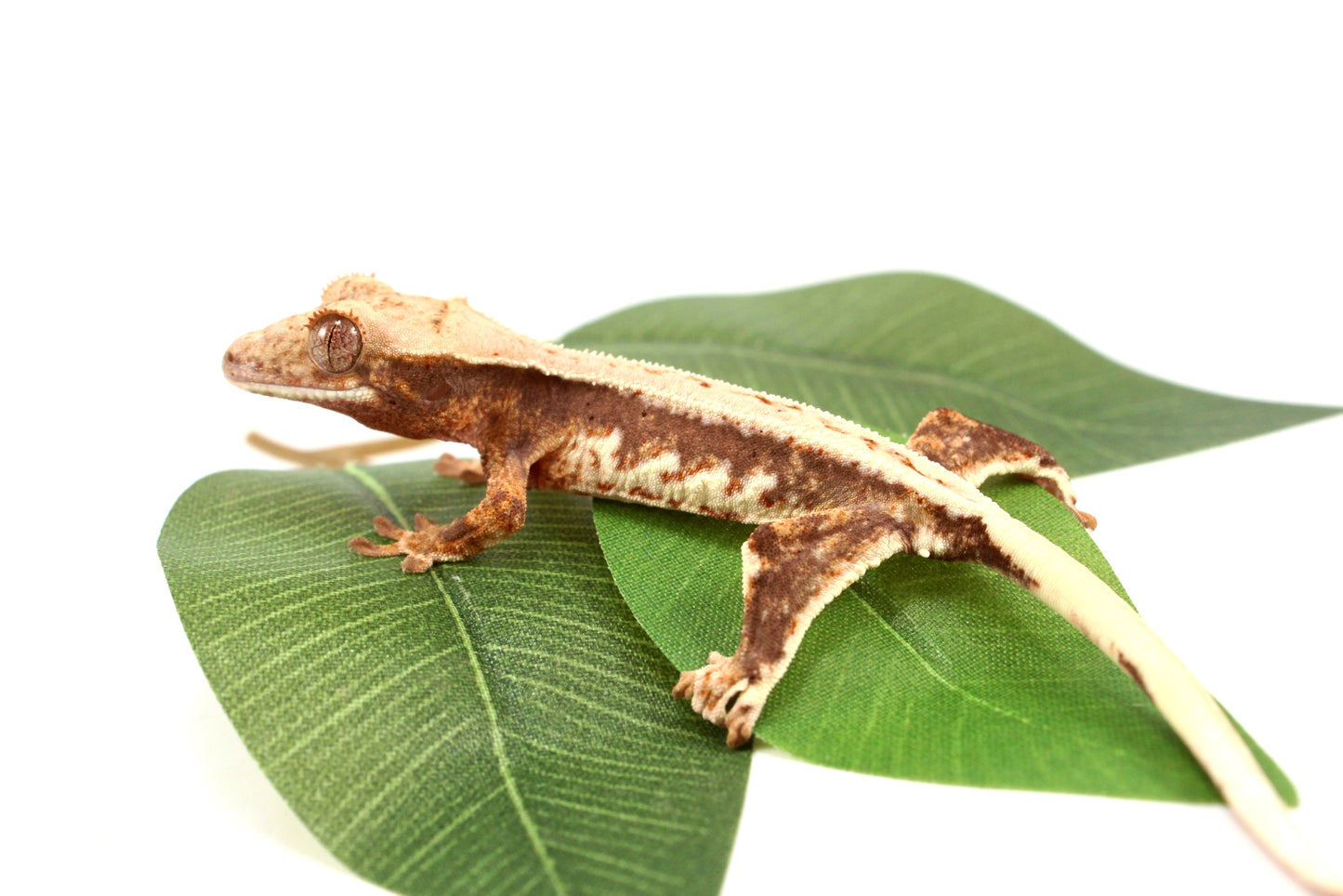Lily White Crested Gecko - B Grade