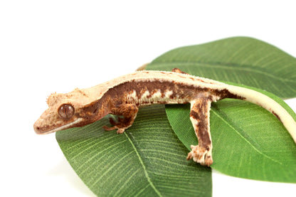 Lily White Crested Gecko - B Grade