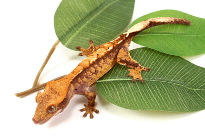 Extreme Harlequin Reverse Pinstripe Crested Gecko