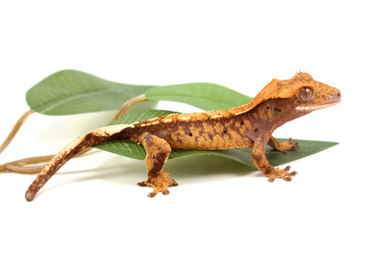 Extreme Harlequin Reverse Pinstripe Crested Gecko