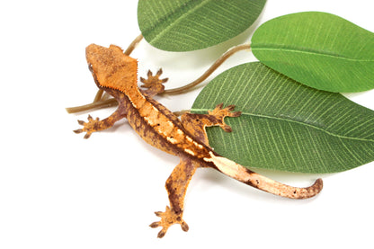 Extreme Harlequin Reverse Pinstripe Crested Gecko