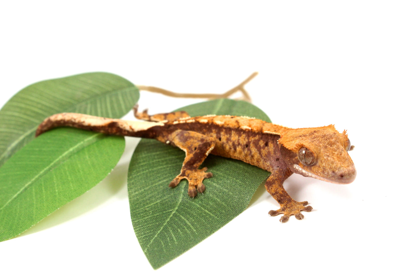 Extreme Harlequin Reverse Pinstripe Crested Gecko