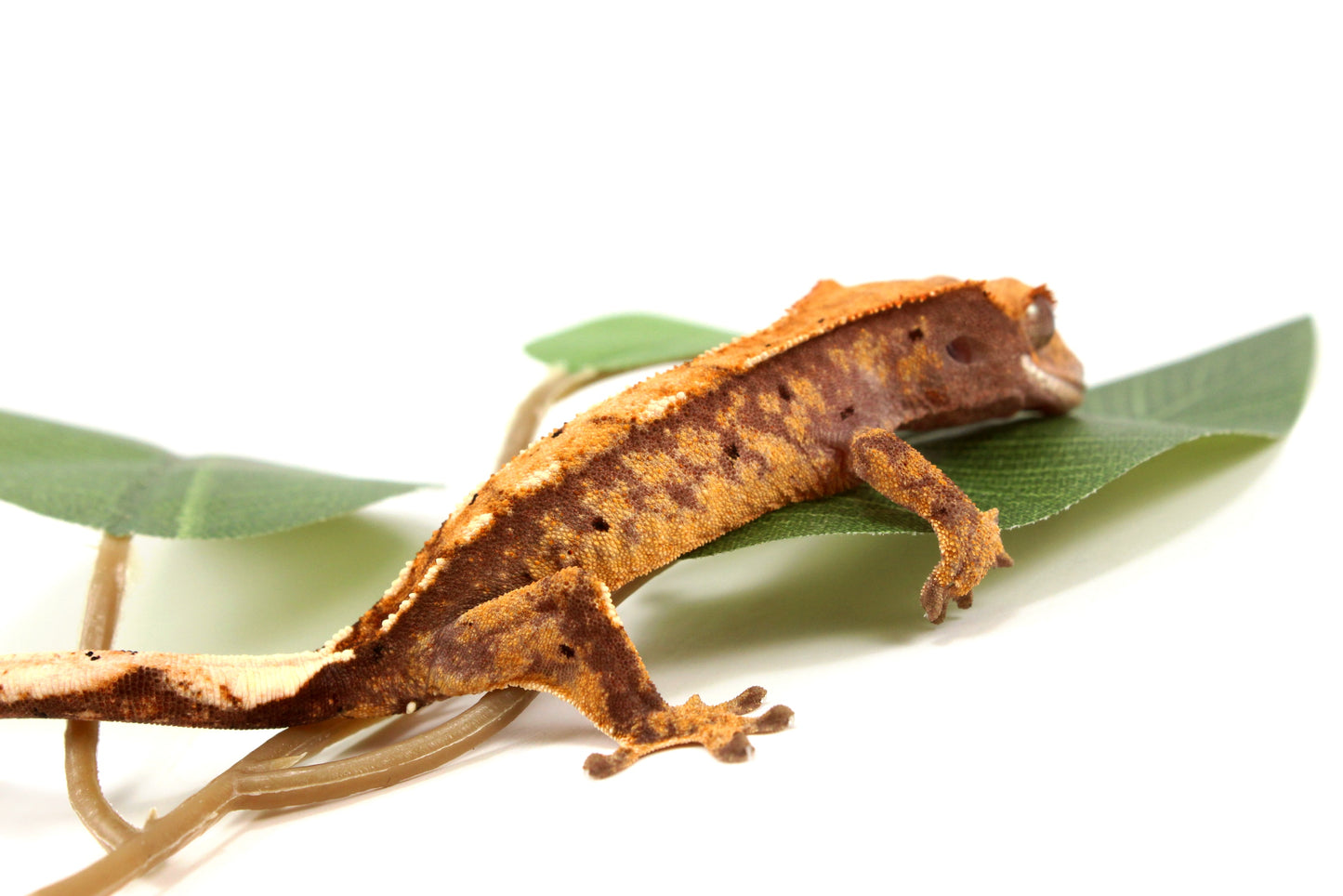 Extreme Harlequin Reverse Pinstripe Crested Gecko