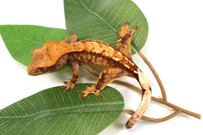 Extreme Harlequin Reverse Pinstripe Crested Gecko