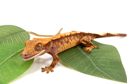 Extreme Harlequin Reverse Pinstripe Crested Gecko