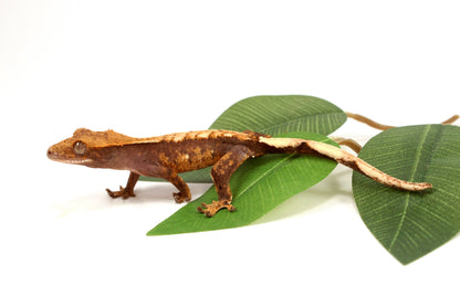 Harlequin Chevron Crested Gecko