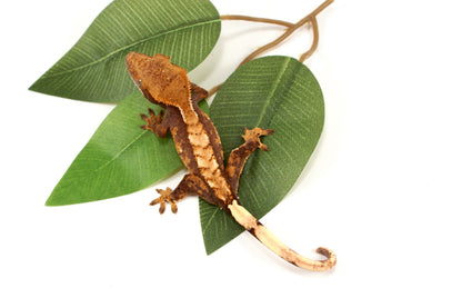 Harlequin Chevron Crested Gecko