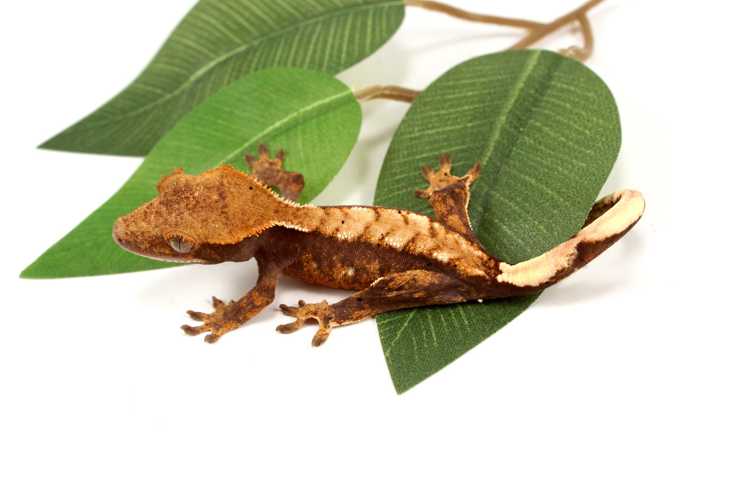 Harlequin Chevron Crested Gecko
