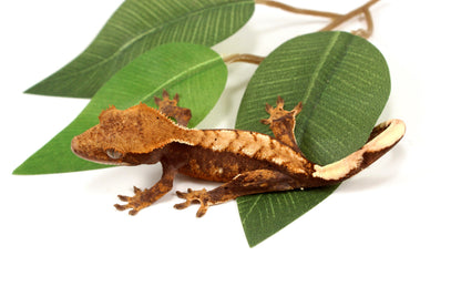 Harlequin Chevron Crested Gecko