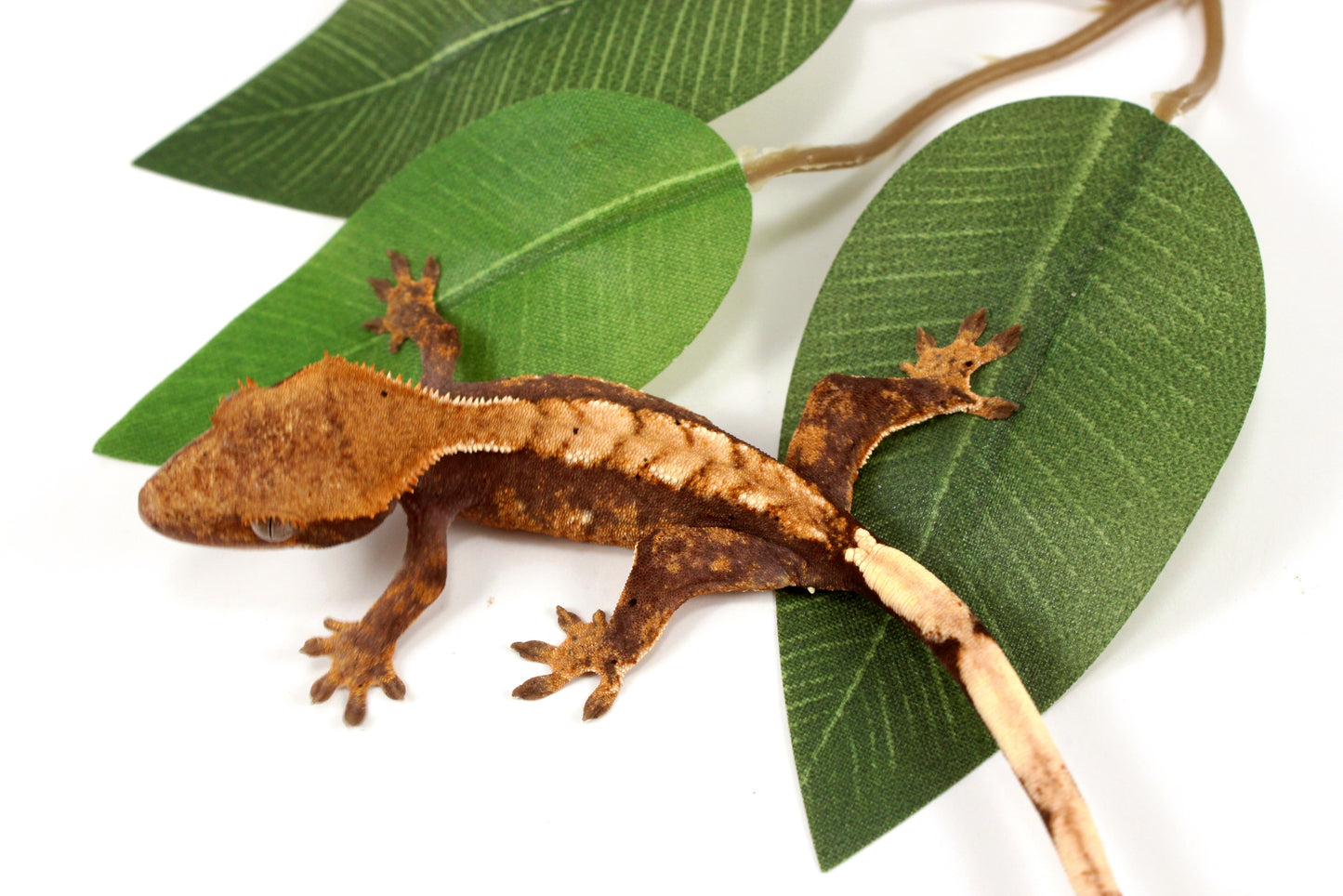 Harlequin Chevron Crested Gecko