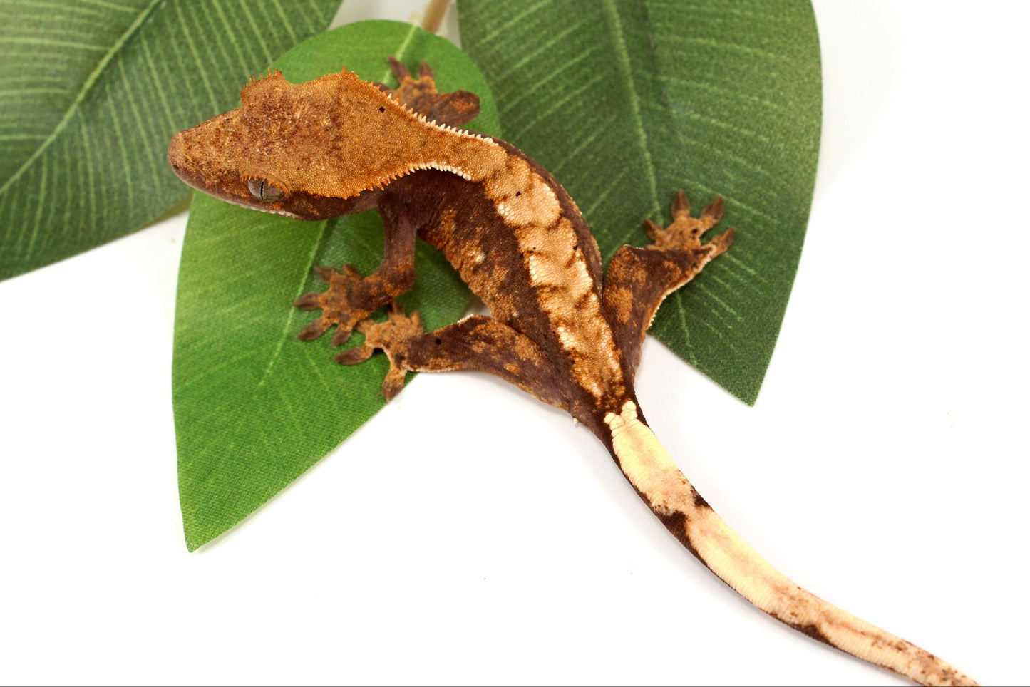 Harlequin Chevron Crested Gecko