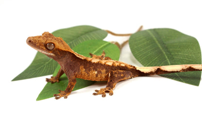 Harlequin Chevron Crested Gecko