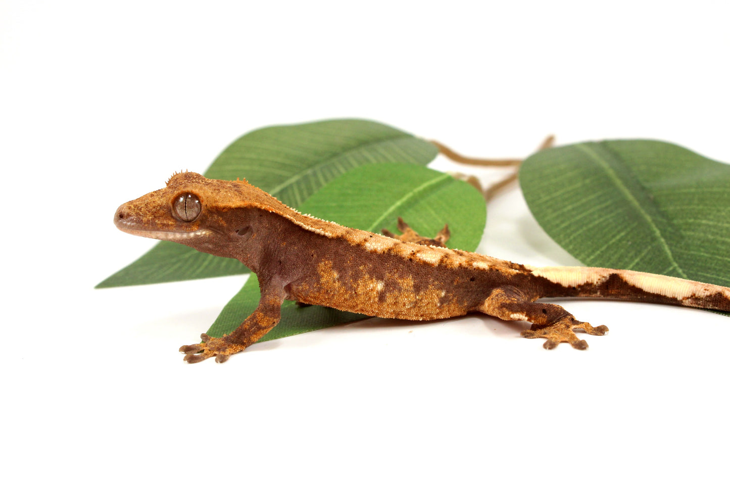 Harlequin Chevron Crested Gecko