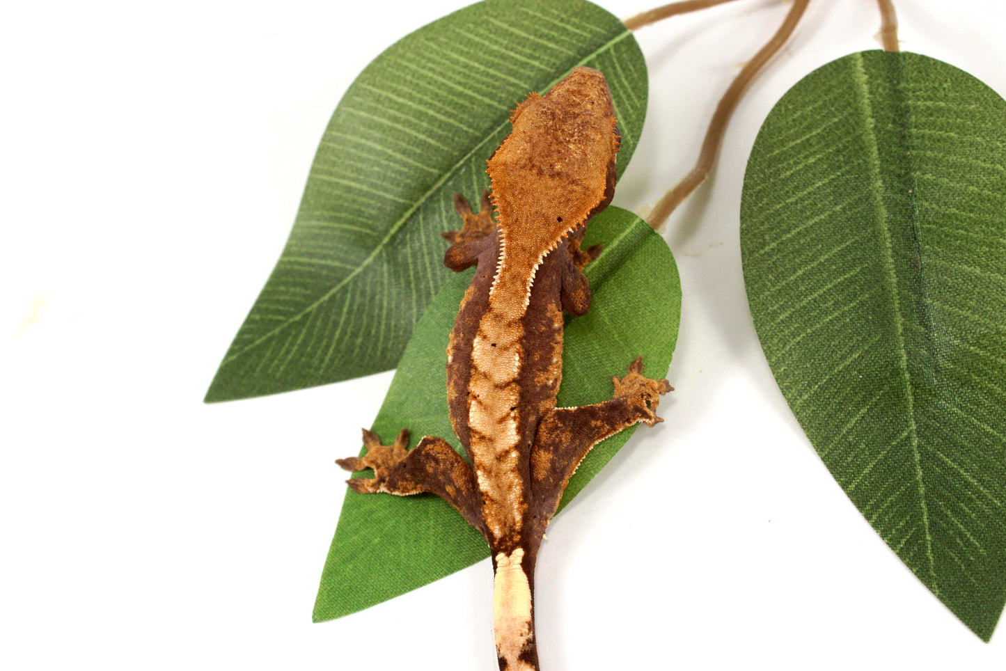 Harlequin Chevron Crested Gecko