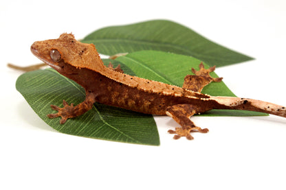 Harlequin Crested Gecko