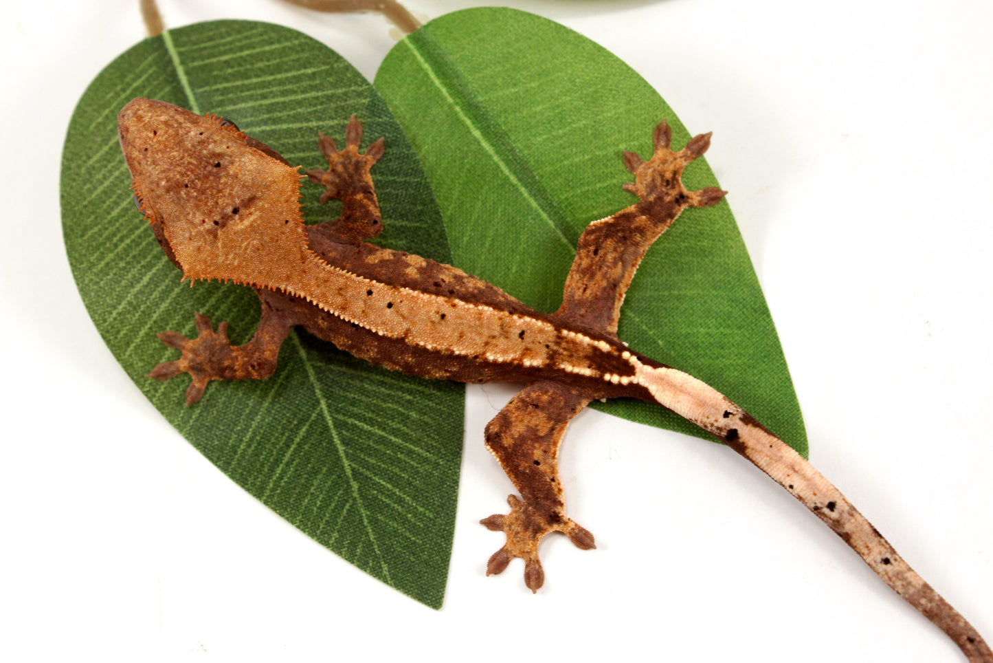 Harlequin Crested Gecko