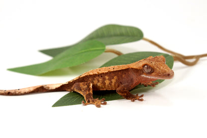 Harlequin Crested Gecko