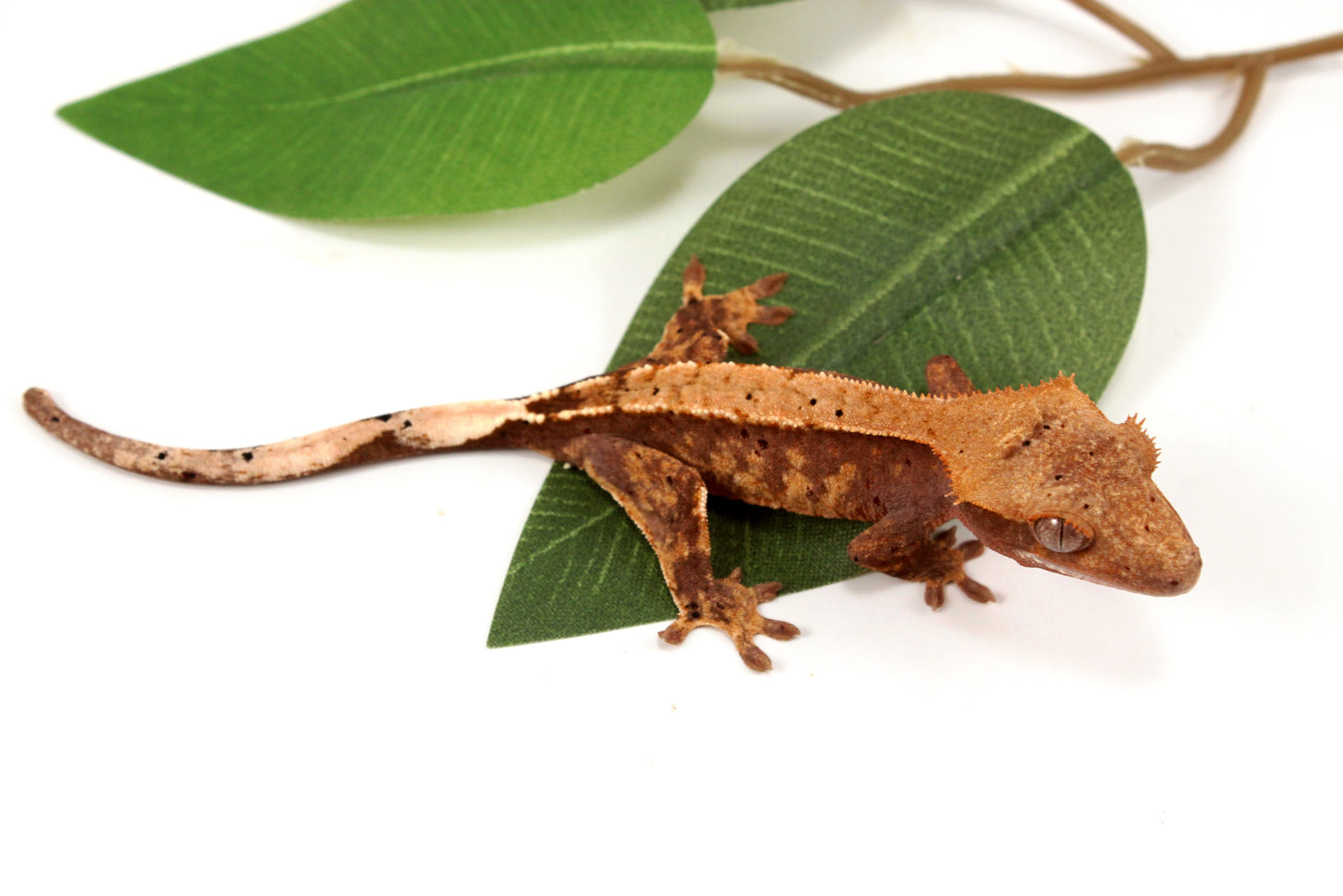 Harlequin Crested Gecko