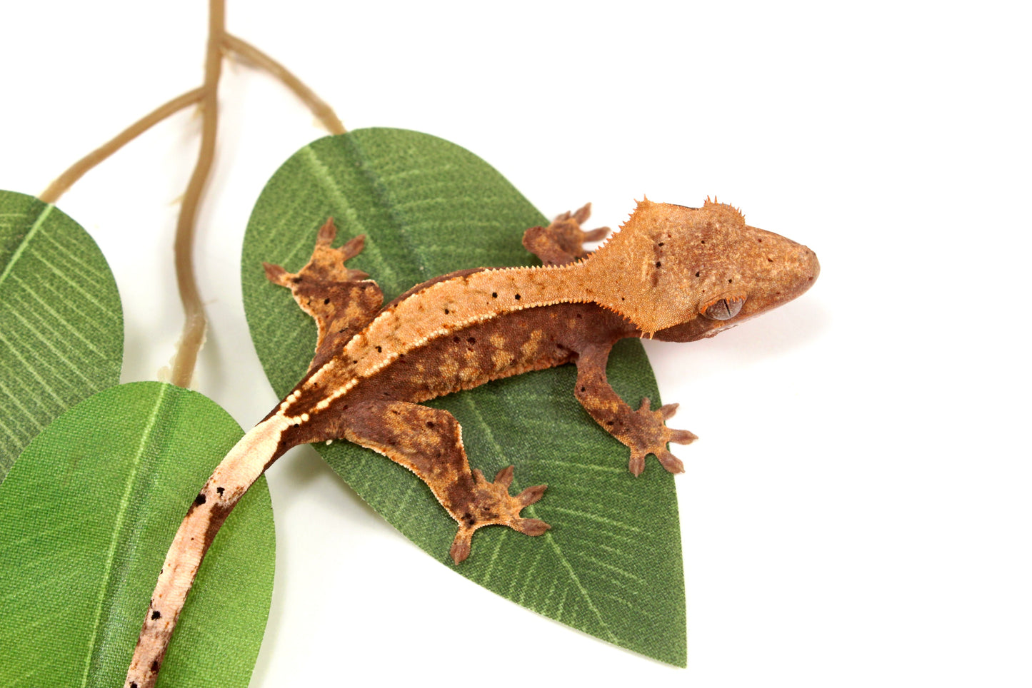 Harlequin Crested Gecko