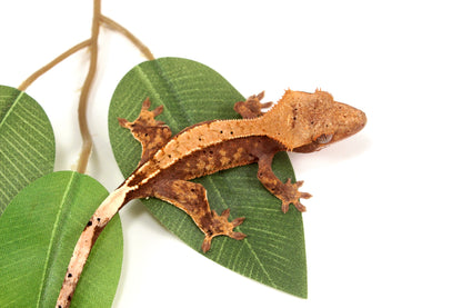 Harlequin Crested Gecko