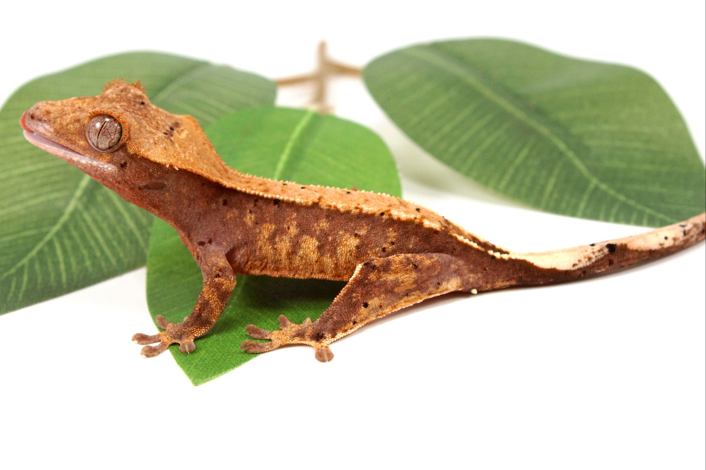 Harlequin Crested Gecko
