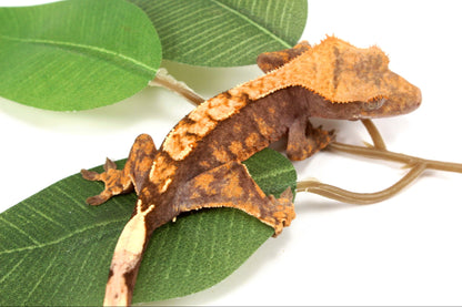 High Contrast Extreme Harlequin Crested Gecko