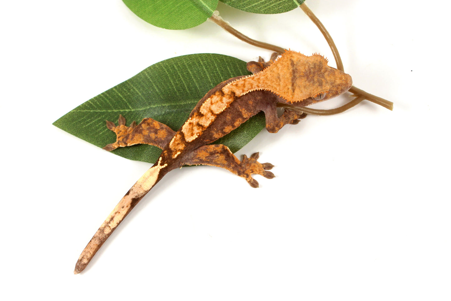 High Contrast Extreme Harlequin Crested Gecko