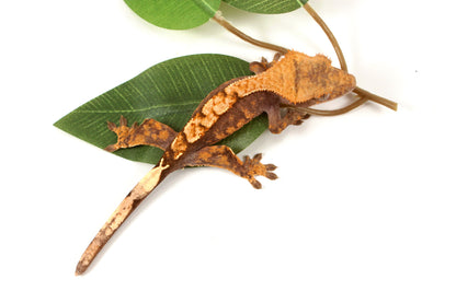 High Contrast Extreme Harlequin Crested Gecko